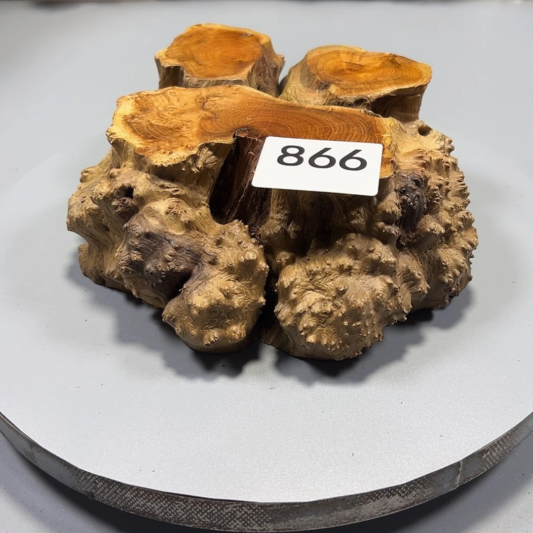 大果紫檀（缅甸花梨）萌*子