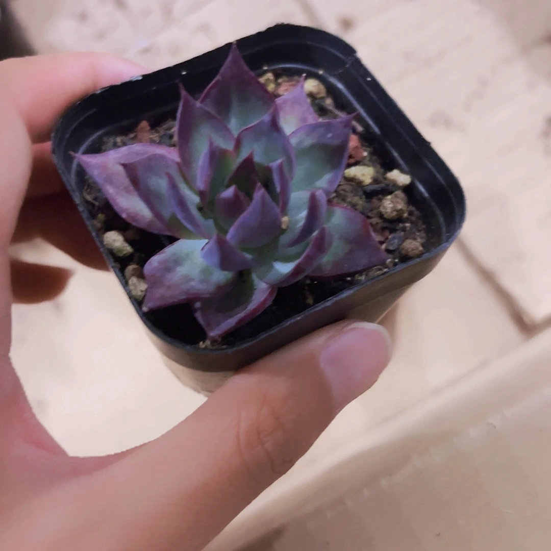 精品惊鸿仙子多肉植物
