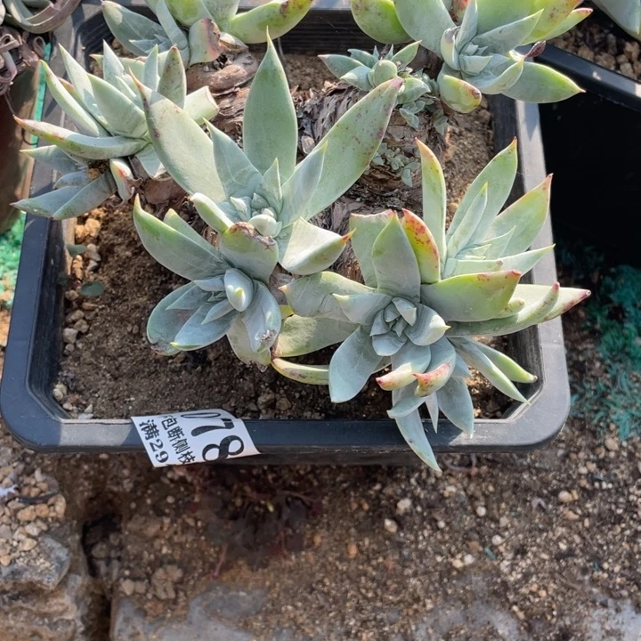 78号苹果叶雪山多肉有微瑕