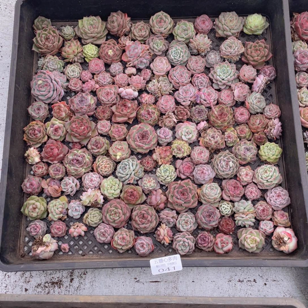 厚***看云糖心多肉植物41