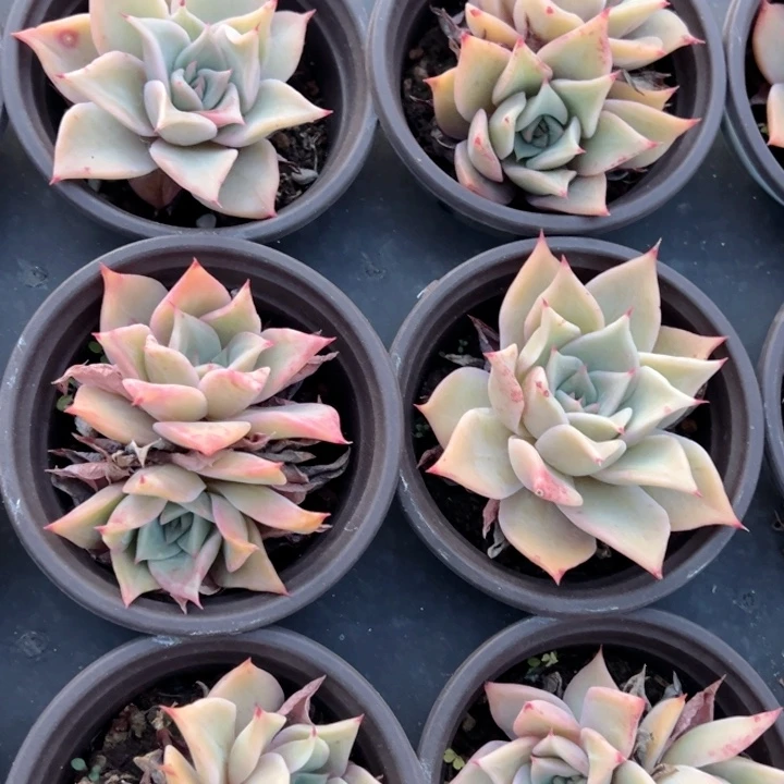 饺子皮单双混一颗量拍多肉满20包邮