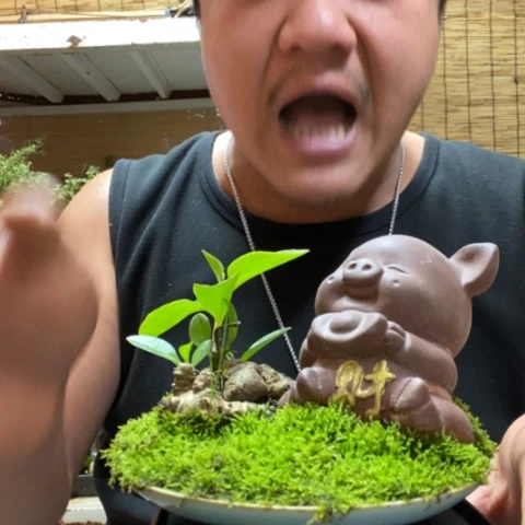 红陶一物一拍所见即所得236