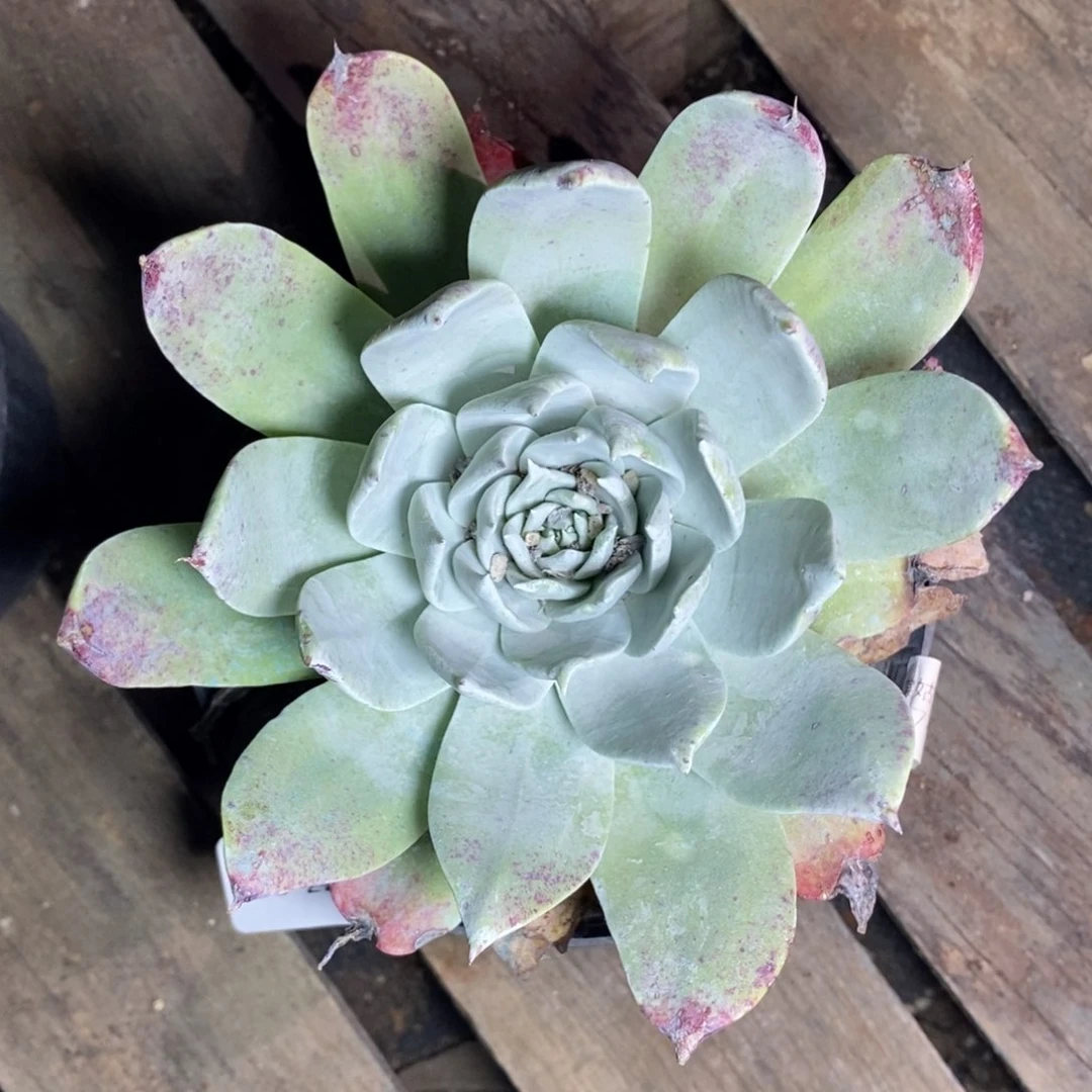 22号绿底雪山福利啦啦