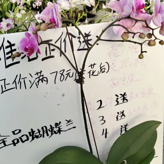 完全开放班尼福利价