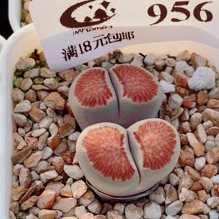 生石花花花花开了956