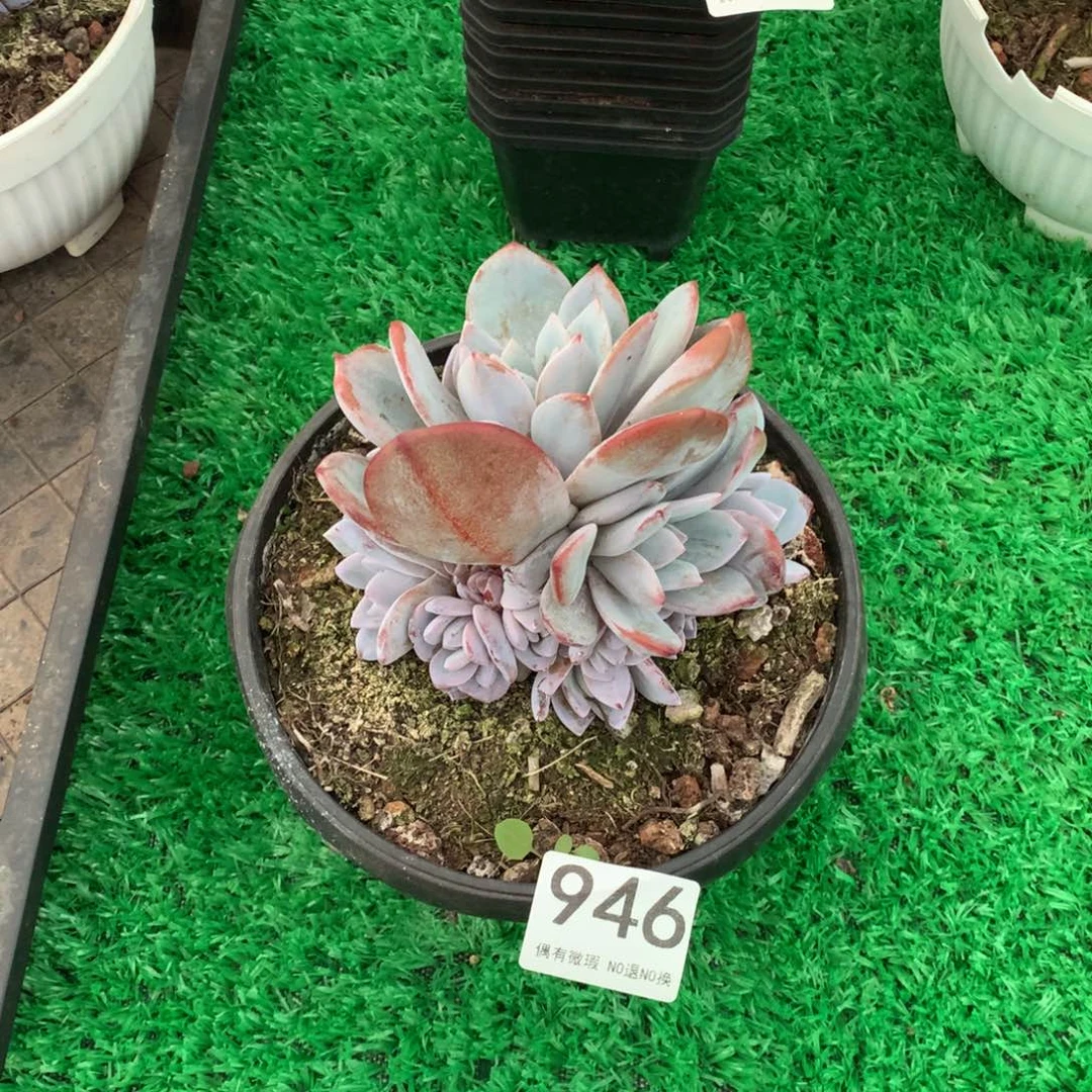 946奶茶多肉植物！！！！