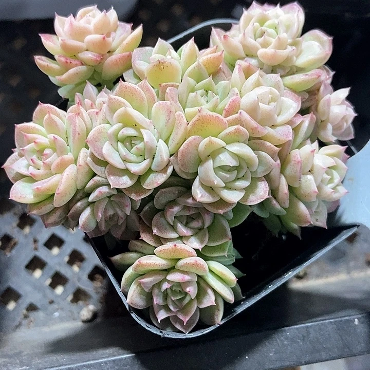 多肉植物麦秆2137