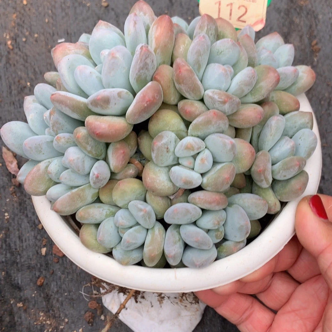香水老桩一物一拍