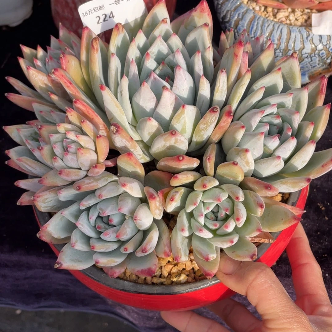 224野卡群生多肉植物老桩