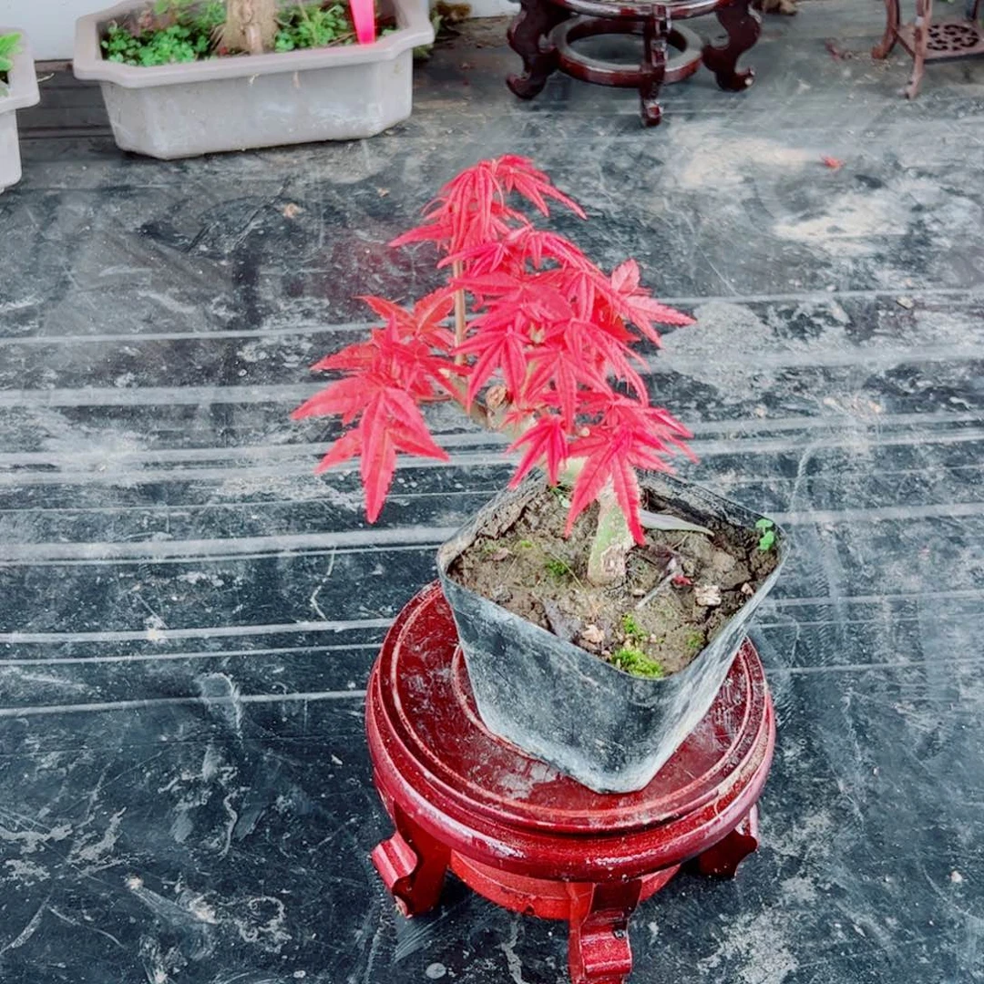 我***呀无花朵枫树……枫树