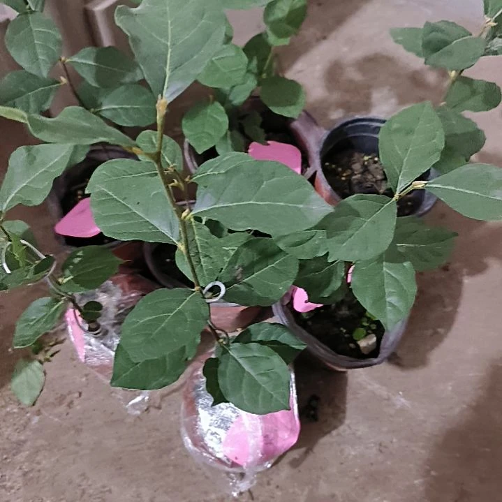 无花朵寿星金弹子嫁接小苗
