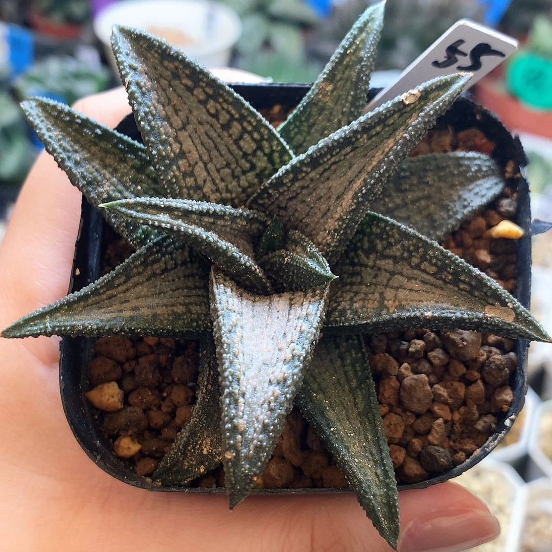 锦带桥，硬叶，一物一拍