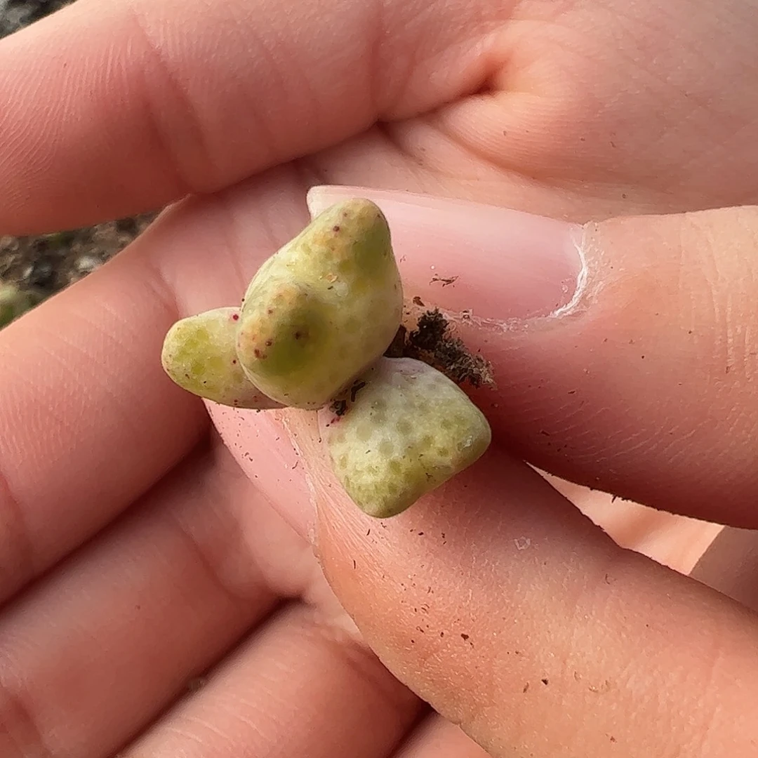 0000量拍园艺ARM714B鹿角斑马3头1颗