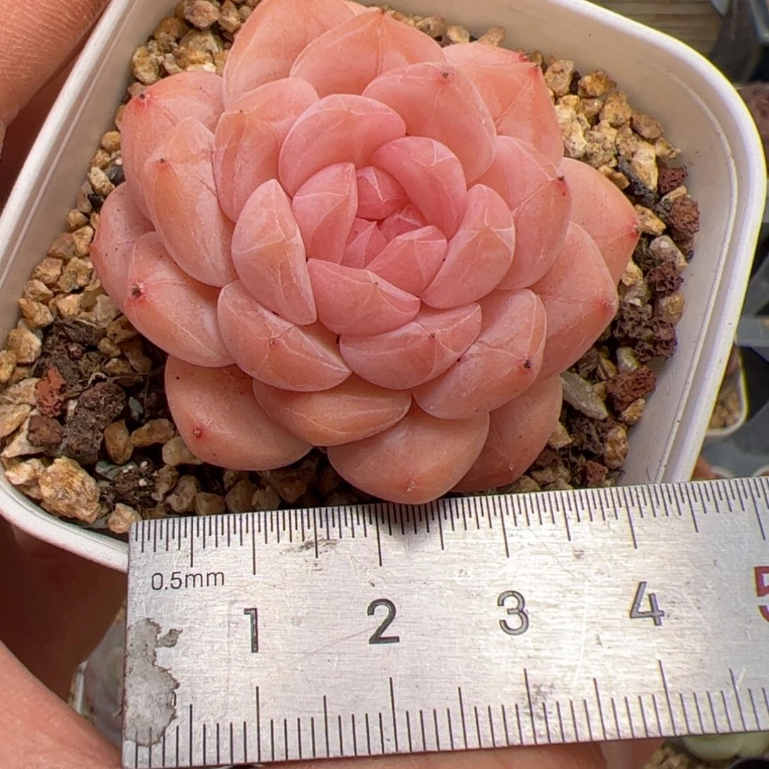 元***饱396 多肉植物组合盆栽