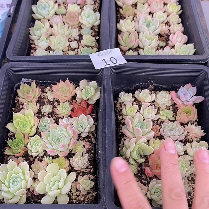 10 多肉植物盆栽花卉