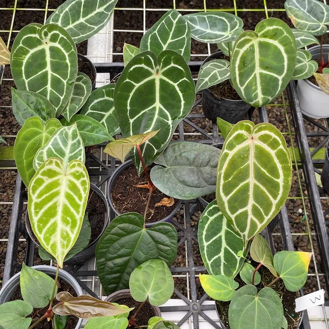 完全开放杂交10颗脱土发不包叶损，一物一拍3号