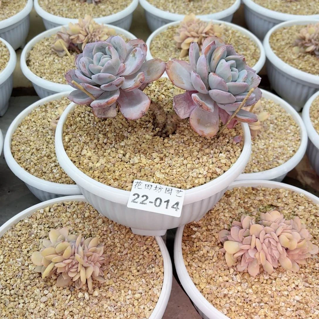 樱****）22.14奶茶多肉一个