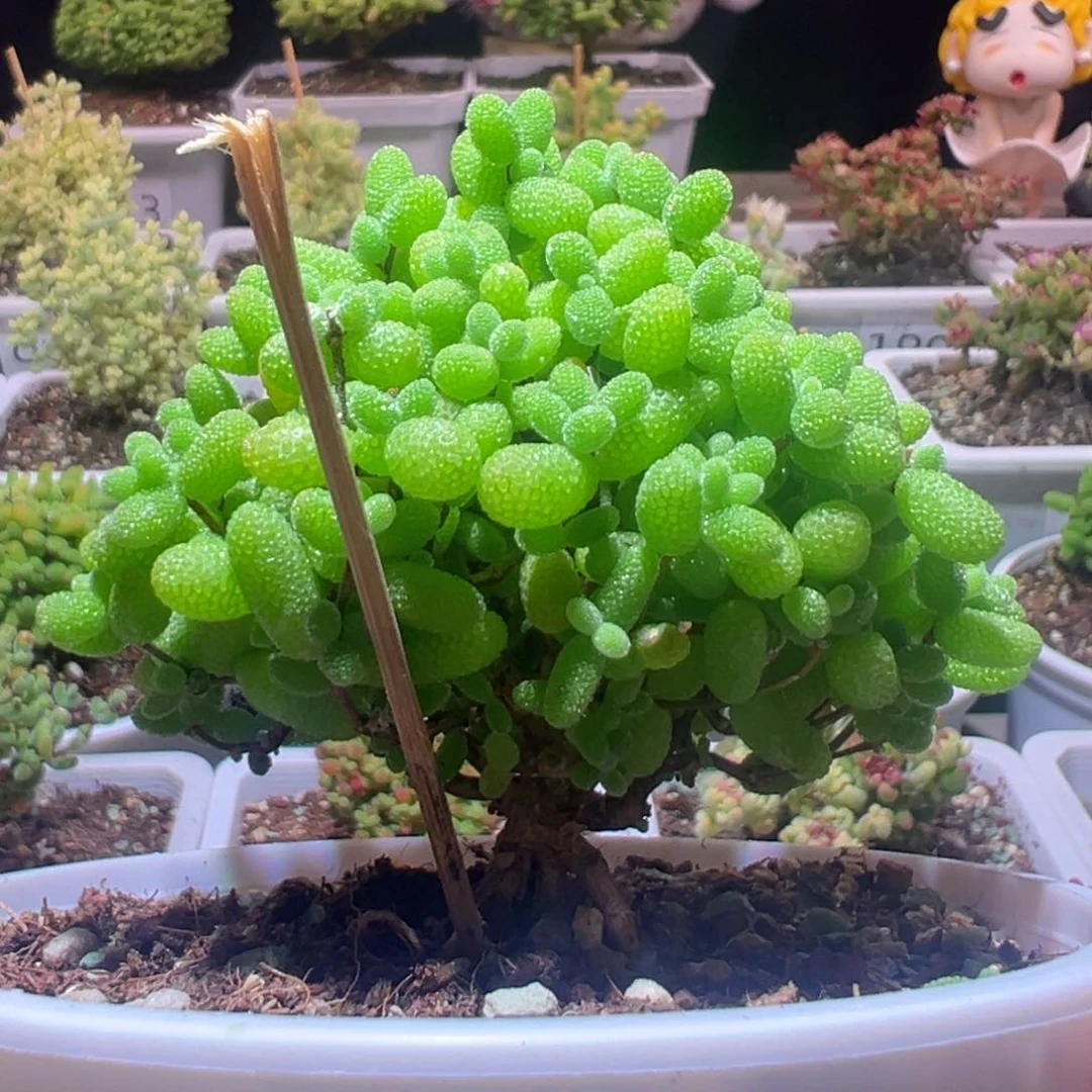 J103金桔带盆土发货一物一拍