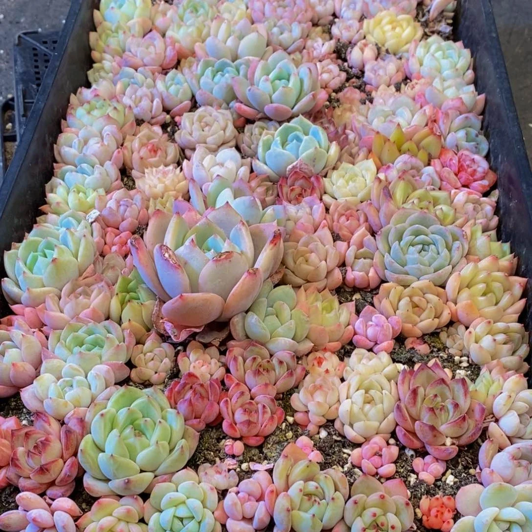 509多肉植物保护研究所所长助理研究员等