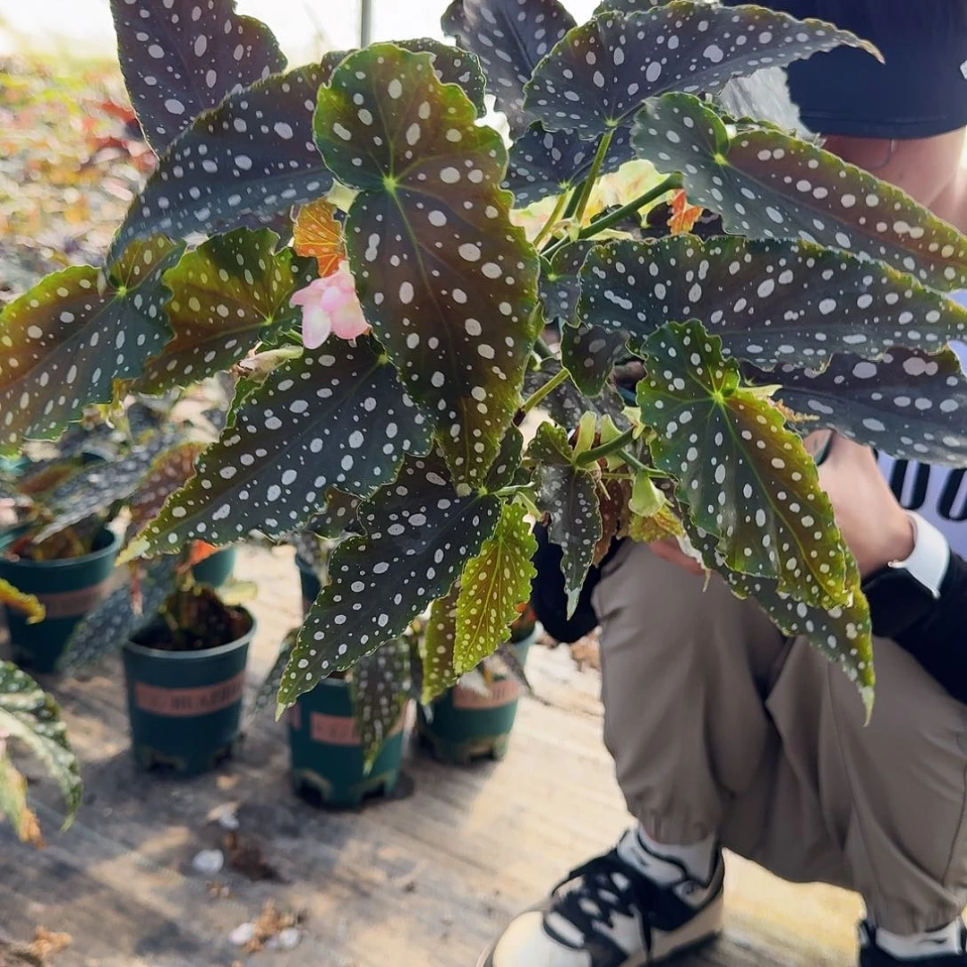 晴***8超大加仑盆粉旗鱼闪购31