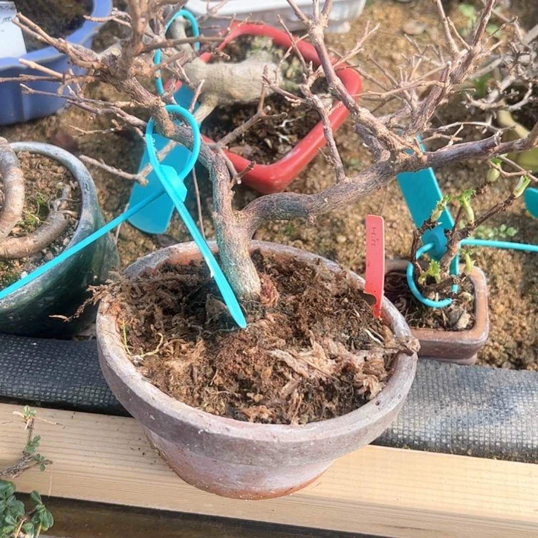 无铅玻璃盆****者9顺丰到付。