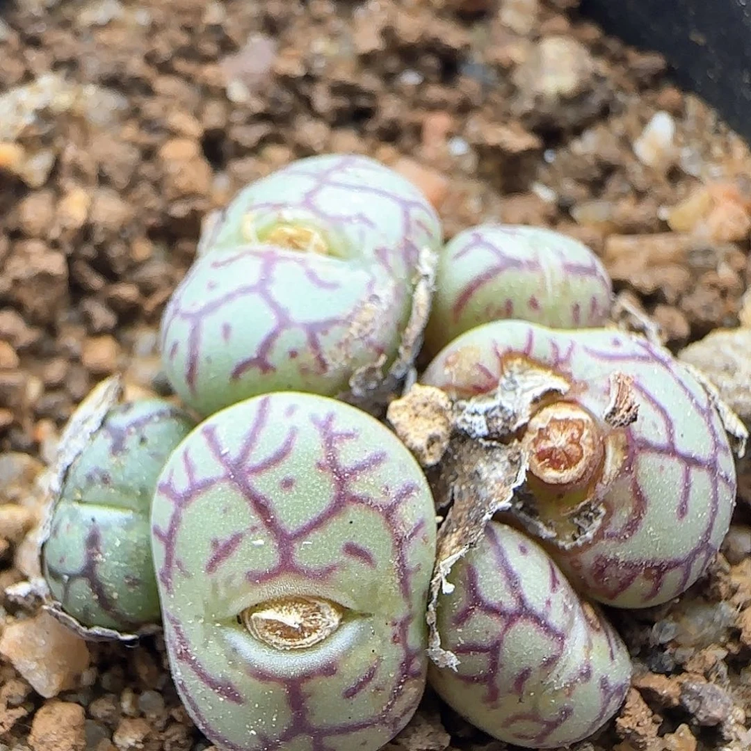 脱土满28包邮24931