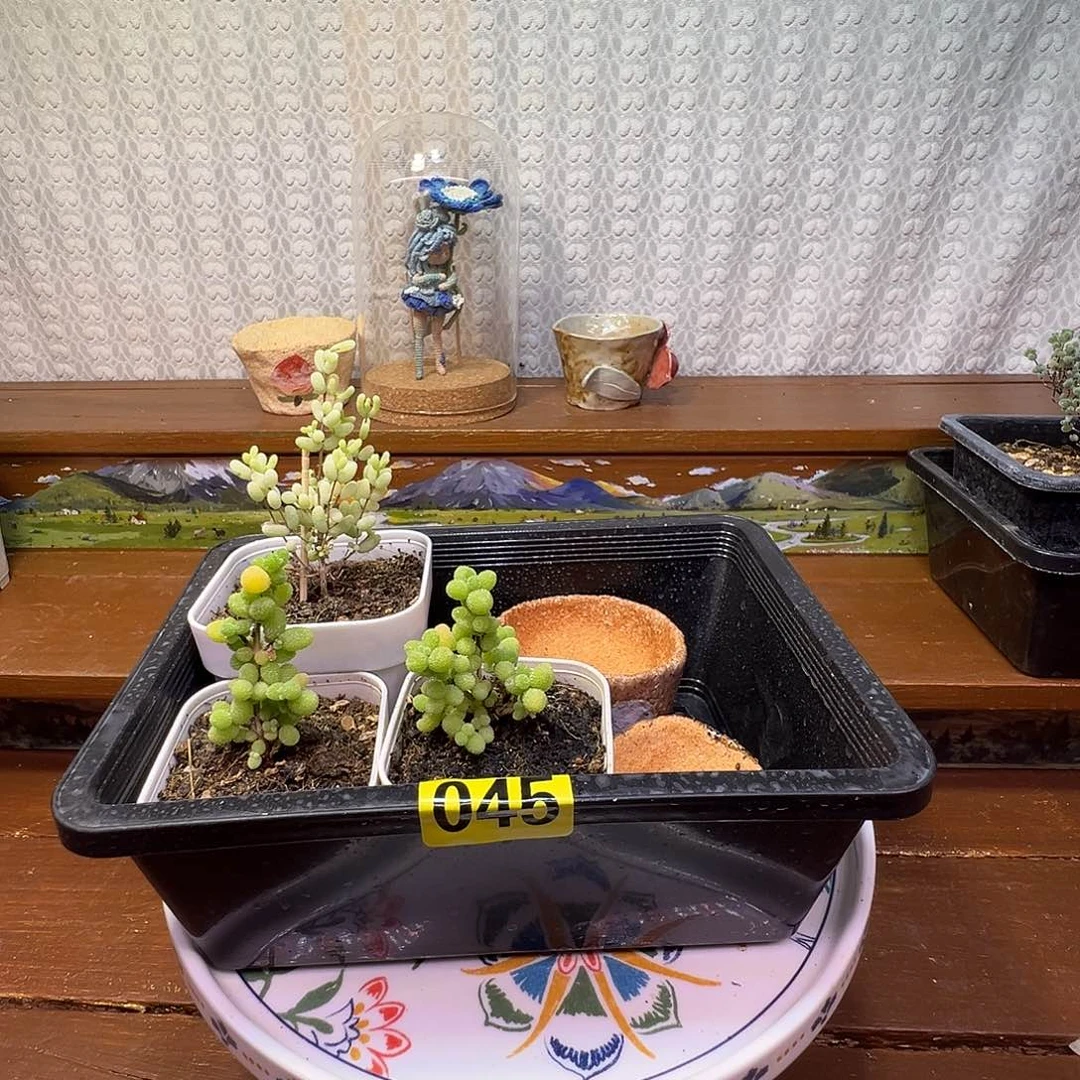 枝干番杏多肉植物手工枝干小花盆045