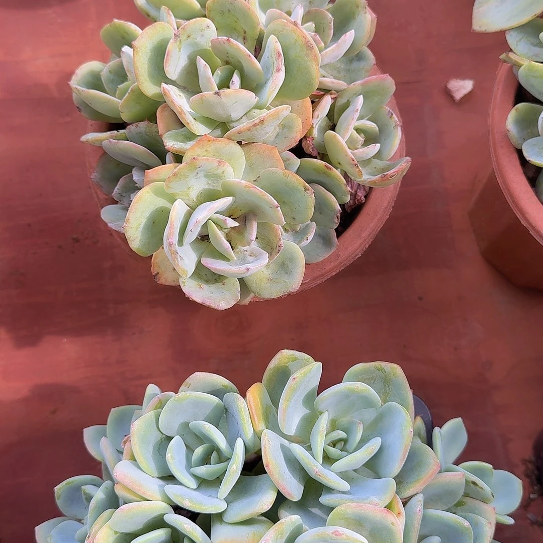 郑***姐324白凤一个一物一拍