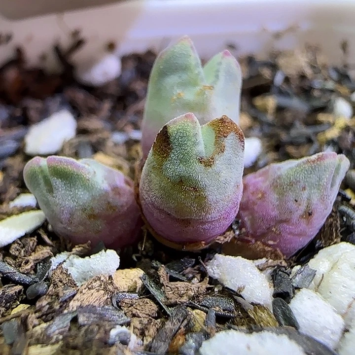 765园艺猪蹄985优选