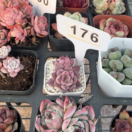 宝*176黑天鹅一物一拍多肉