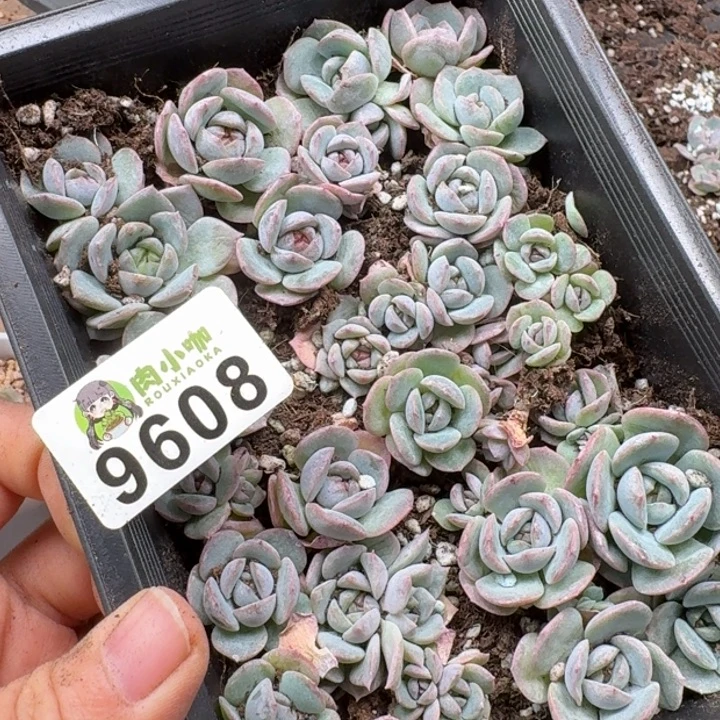 丽***空多肉植物多肉植物