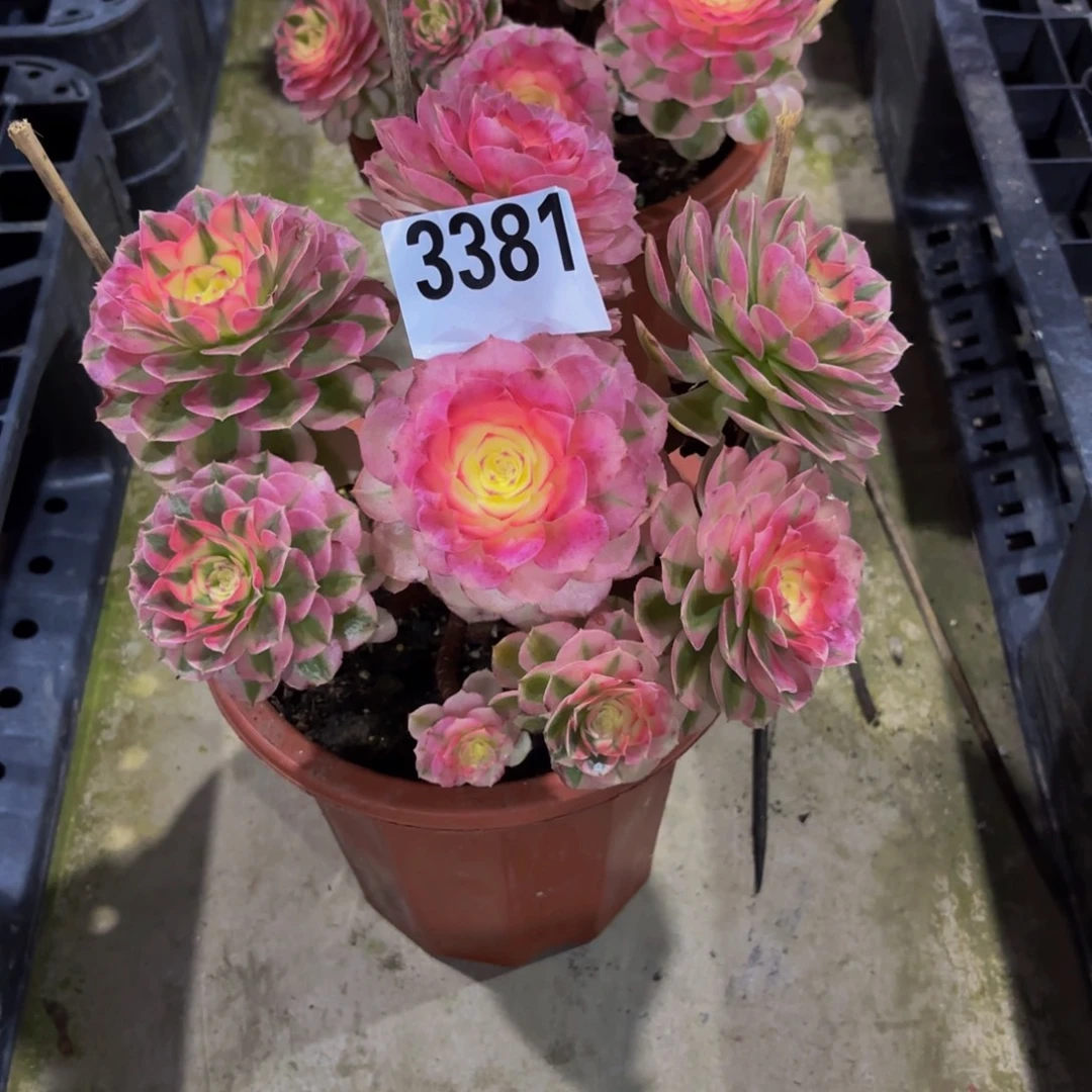 无花朵3381倾城111111