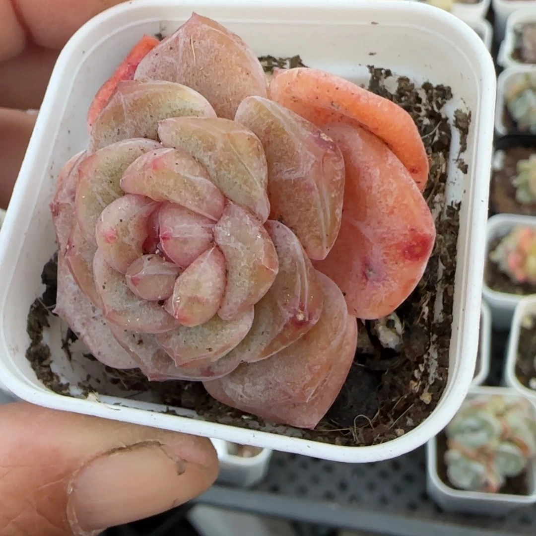 多肉小卡拉米糖心一物一拍