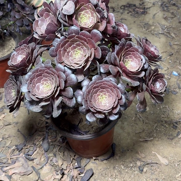 多肉植物黑暗萝莉13