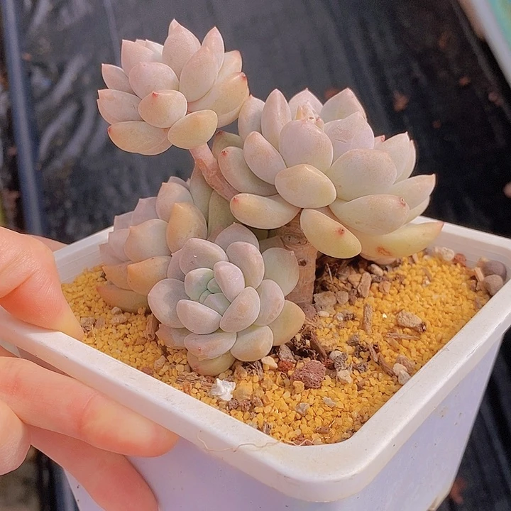 899多肉植物老桩