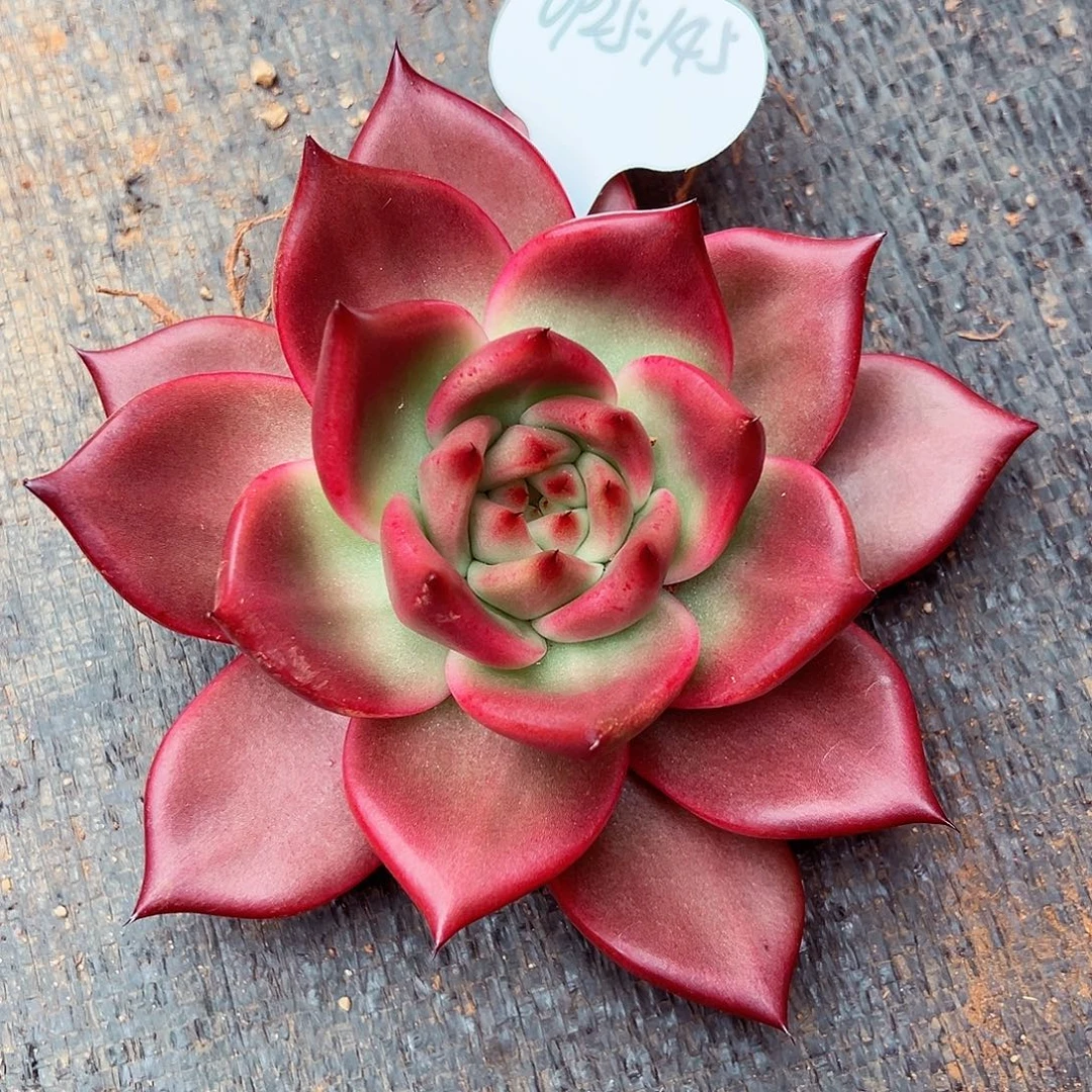 0925-145蜜家粉钻。