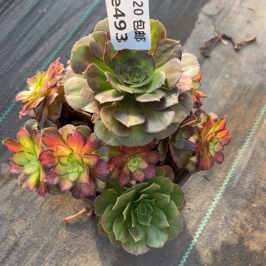 素***言493龙鳞，多肉法师多肉法师