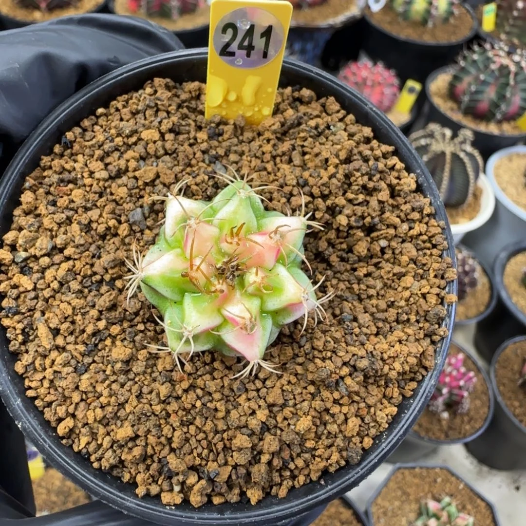 241号水晶侧芽带盆土发货