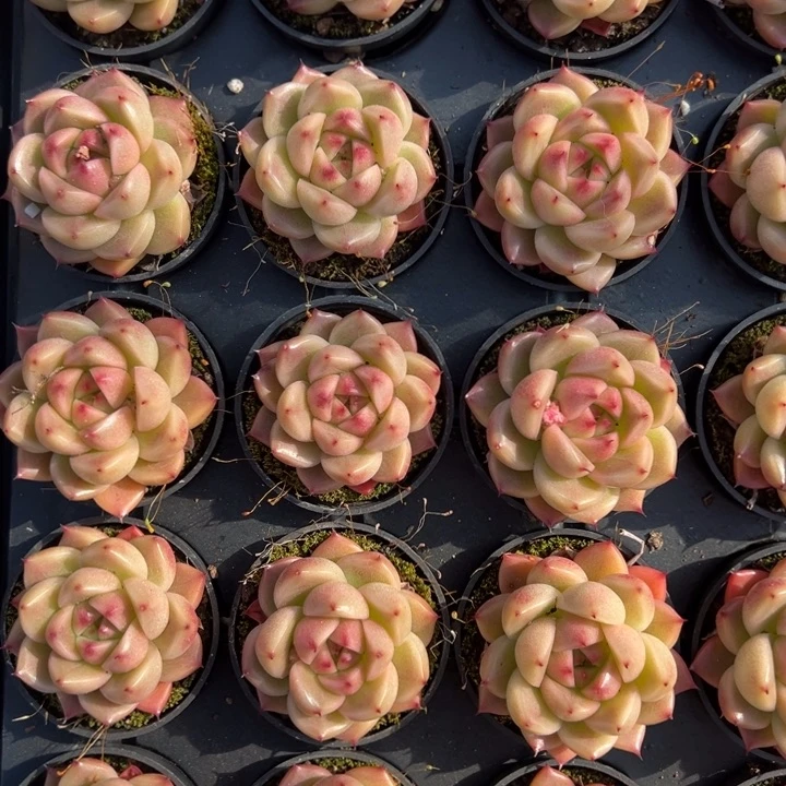 明朗珍妮一颗量拍多肉满20包邮下午发