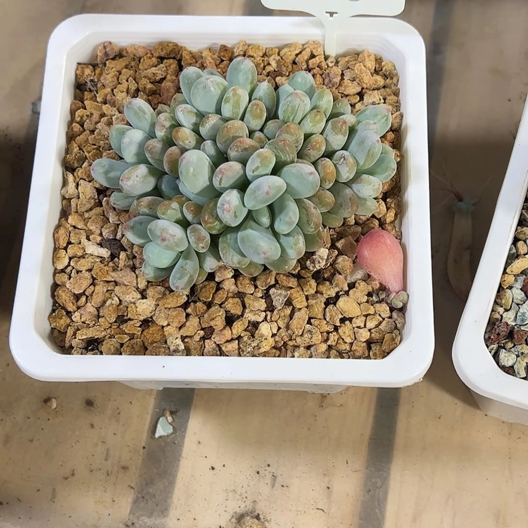 王***～香香雪群多肉植物