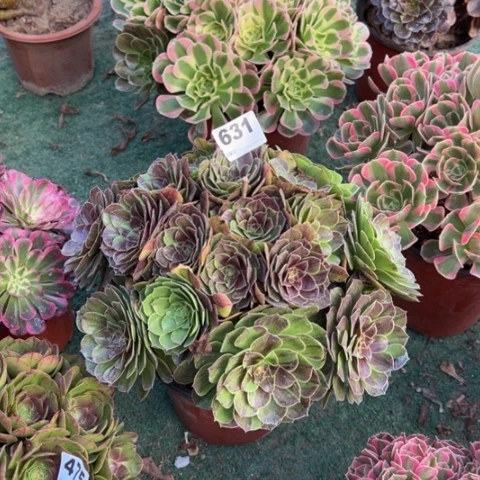 褔***星631花月夜朵朵多肉