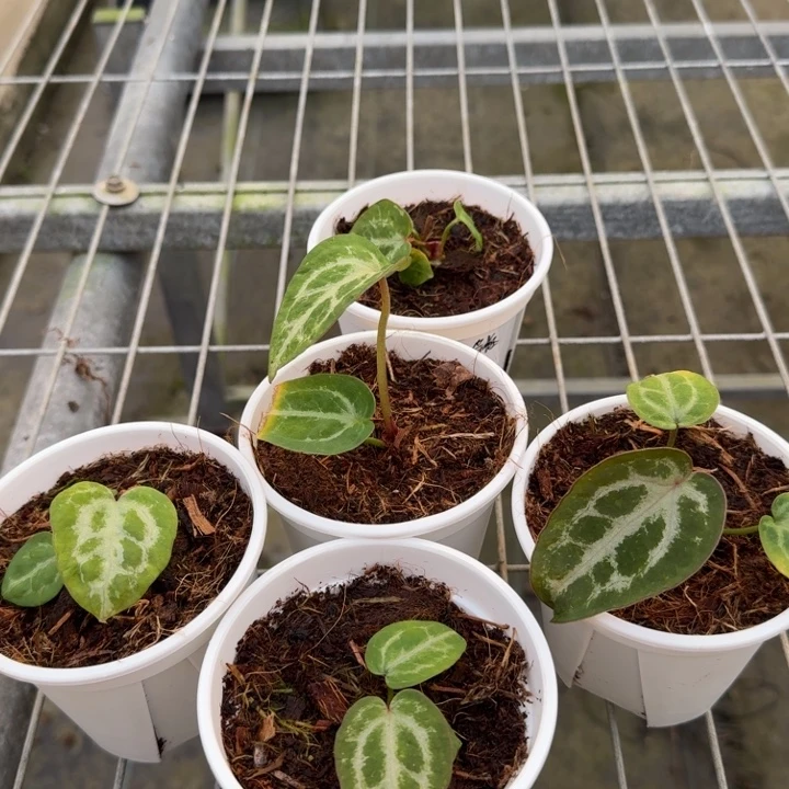 完全开放15号winderboy杂千鸟格（随机）