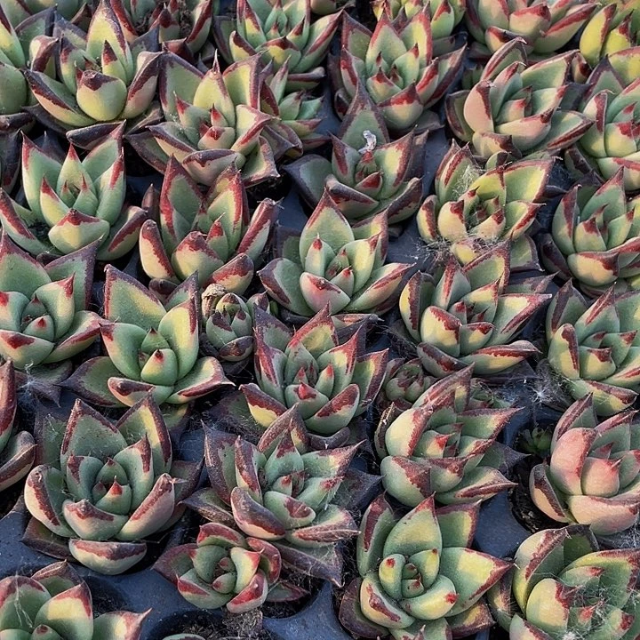 小乌木1元带土发