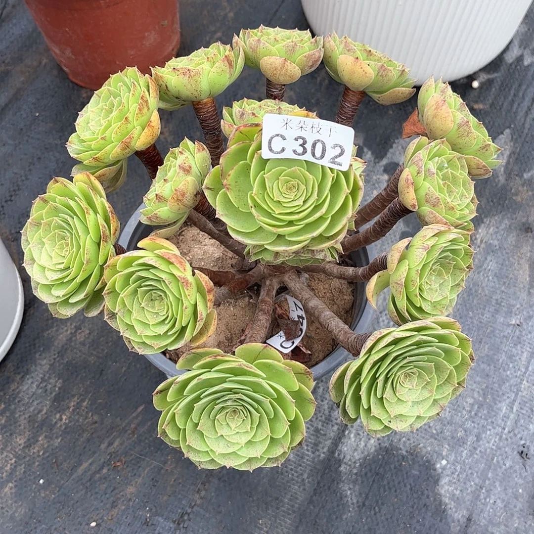 多肉植物302好多肉都