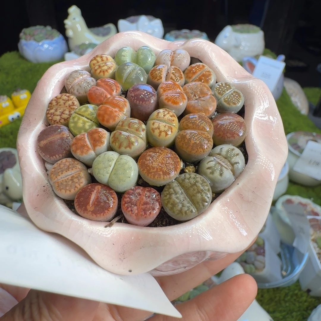 刘***士多肉植物福利冲275