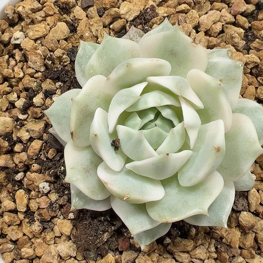 露娜连锦多肉植物
