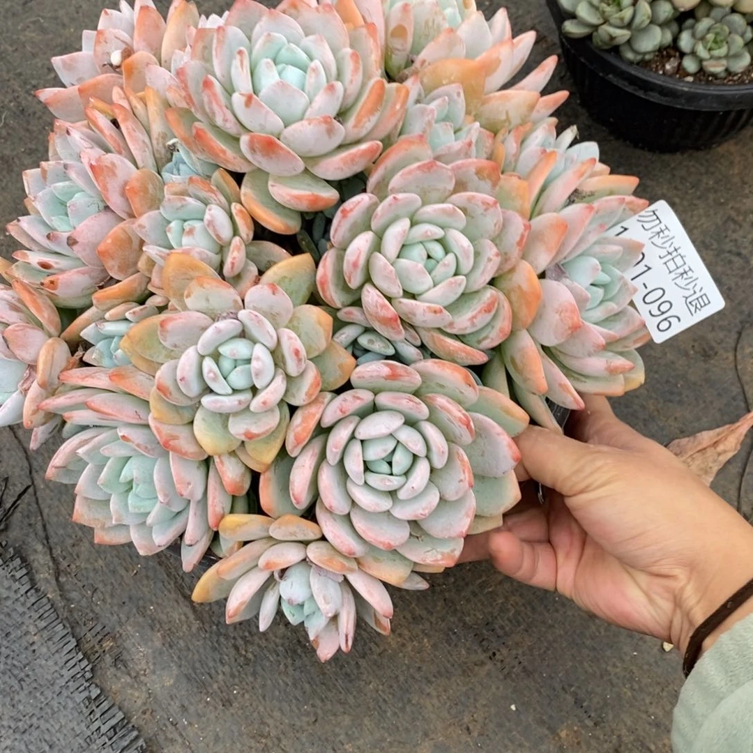 两单包邮1101-96冷香