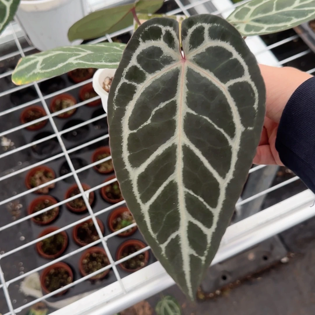 完全开放粉柠檬红