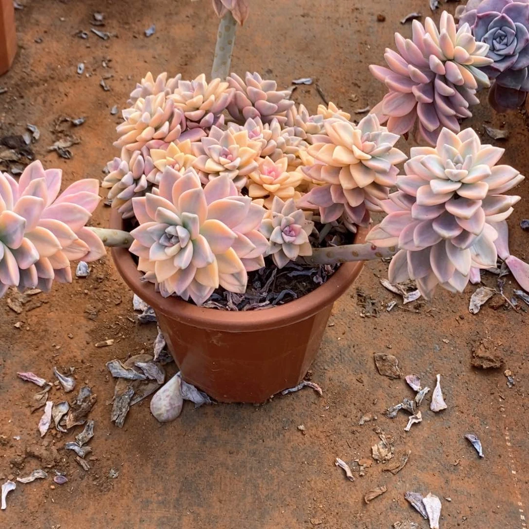 96淡雪锦一物一拍