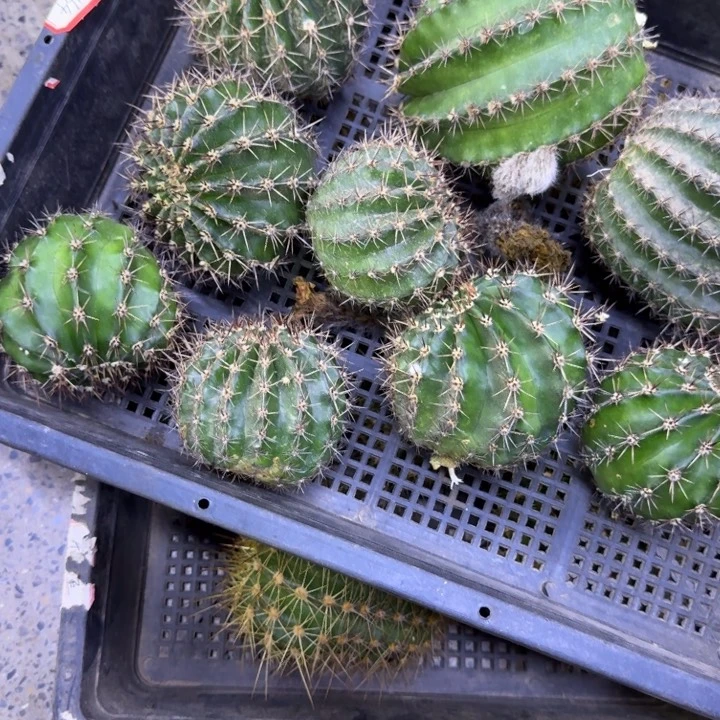 320彩草164歪无根侧牙5公分左右，20包邮